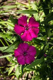 We did not find results for: 60 Best Types Of Flowers Pretty Pictures Of Garden Flowers