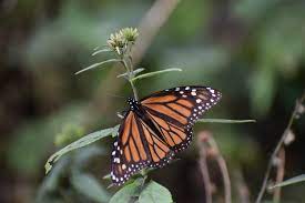 File Mariposa Monarca El Rosario Michoacan Jpg Wikimedia Commons