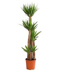 İç mekan süs bitkisi çeşitleri. Yucca Massengena Yuka Bitkisi 4 Govdeli 140 160 Cm