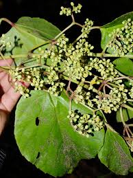 Image result for Cissus cornifolia