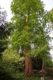 Image result for Metasequoia glyptostroboides