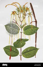 Image result for Strophanthus eminii