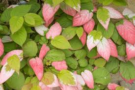 Image result for Actinidia