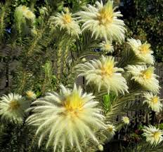 Image result for Phylica