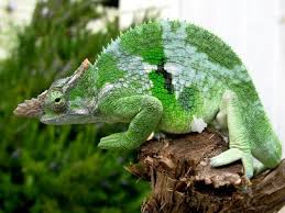 Image result for Stereochlaena cameronii