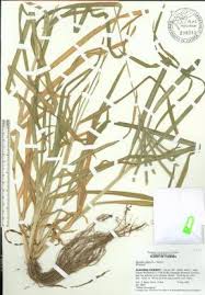 Image result for Eleusine africana