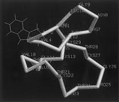 Image result for Oldenlandia affinis