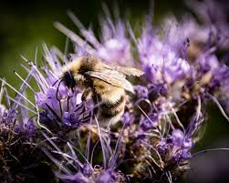 Image result for Bombus sylvarum