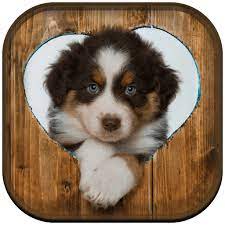 Cute Puppies Wallpaper For Mobile Phone Tablet Desktop Computer And Other Devices Hd And 4k Wallpapers Puppy Wallpaper Cute Puppy Wallpaper Cute Puppies