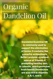 Dandelion Essential Oil Healthy Skin Dandelion Oil Essential Oils