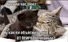 Смешные забавные коты фото 6 -