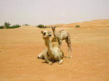 Halbwilde dromedare in der sahara, douz, tunesien. Dromedar Wikipedia