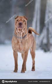 We did not find results for: Stockfotos Shar Pei Hund Bilder Stockfotografie Shar Pei Hund Lizenzfreie Fotos Depositphotos