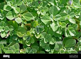 Image result for Coleus neochilus