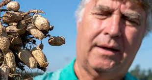 The powerful story of the peanut