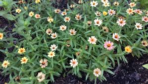 (learn how to compost here !) 3. Zinnias Grow And Bloom Best In Full Sunlight