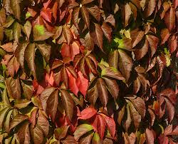 Image result for Parthenocissus quinquefolia