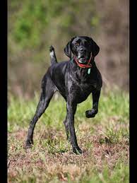 Have been wormed at 2,3,4 and 6 weeks. 3yr Old Gsp Color Black Roan German Shorthair Hunting Dogs German Shorthaired Pointer