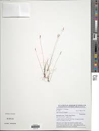 Image result for Bulbostylis scabricaulis