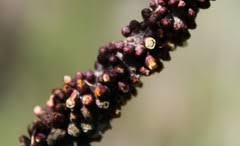 Image result for Pilostyles aethiopica