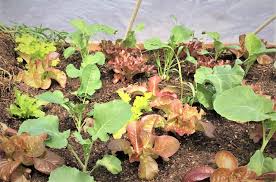 How to overwinter vegetable garden. How To Over Winter Vegetables Virtual Class Event In Partnership With Franklinton Farms On Tuesday October 6th 2020 7pm Growing Franklin