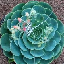 Rosa Maguey