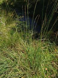 Image result for Rhytachne robusta