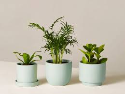 Chicken, cashew nuts, red and green bell peppers, onions and carrots. The Easiest Houseplants You Can Buy Online In 2020