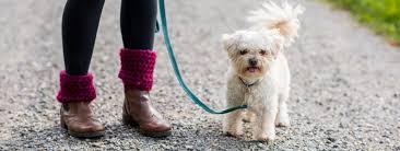 Eine komplette auflistung von verlobungen, geburten, hochzeiten, prüfungsergebnissen und anderen speziellen anlässen von svz. Cavas Hundeschule Training Fur Und Mit Hunden