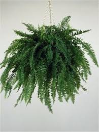 Whatsapp +919069595295 awesome garden show you how to grow boston fern and how to care boston fern boston fern is a popular indoor house plant this plant. 46 Best Boston Fern Ideas Boston Fern Boston Ferns Plants