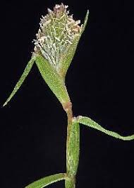 Image result for Crypsis schoenoides
