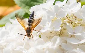 Orkin of oklahoma city, ok. Stinging Insects Pest Control Prevention In North Oklahoma Ok