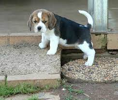 Maybe you would like to learn more about one of these? Beagle For Sale In Honolulu County 9 Petzlover