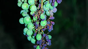 Image result for peronospora grapevine