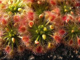 Image result for Drosera pilosa