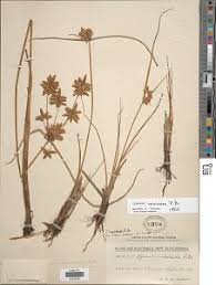 Image result for Pycreus unioloides