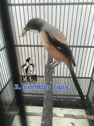 Burung cendet termasuk burung yang lincah dan gesit, memiliki ekor yang cukup panjang yang kerap dimainkan saat berkicau maupun saat dirinya merasa tidak nyaman. Cendet Asli Madura Tidak Semua Berkepala Hitam