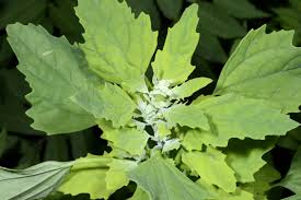 Image result for Chenopodium olukondae