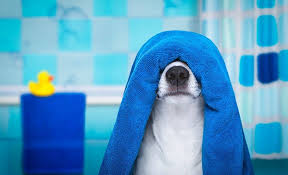 Check spelling or type a new query. 5 Best Dog Towels For Drying Off Your Doggie 2021 Reviews