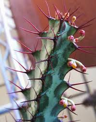 Image result for Senecio greenwayi