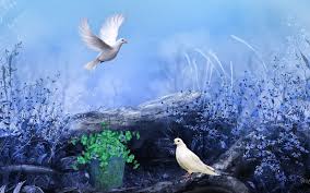 Beautiful Beautiful Love Birds Hd Wallpaper Download Photos Are you searching for love pigeon png images or vector? mobile wall