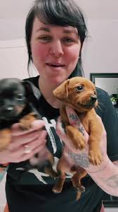 Baby chiweenies 🐶#chiweenie #chiweenipuppy #chiweenioftiktok #fyp #foryou