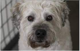 Adopt Jazzie A Friendly Soft Coated Wheaten Terrier Rescue Dogs Dog Adoption Puppy Adoption