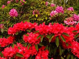Keep your small flowering bushes and small shrubs for borders looking and feeling their best by pruning them regularly. Beautiful Red Flowering Shrubs That Make Your Landscape Pop