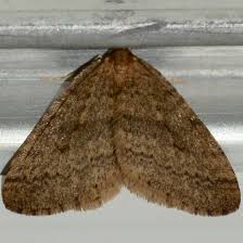 Image result for Operophtera brumata