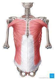 The fascia on the internal surface of the transversus abdominis serves as epimysium and is known as the transversalis fascia. Abdominal Regions Anatomy Landmarks And Contents Kenhub