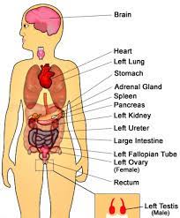 The thoracic cage surrounds and protects the heart and lungs in the thoracic cavity. Pin On Healthy Living