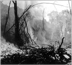 Image result for Ateleia herbert-smithii