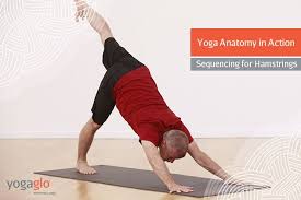 Yoga Anatomy In Action Sequencing To Strengthen Hamstrings Yoga Anatomy Yoga Sequences Yoga