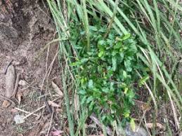 Image result for Ochna afzelii